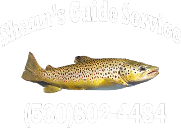 Shaun's Guide Service